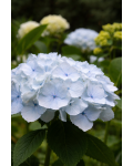 Hydrangea Madame Emile Mouillère на кислих грунтах